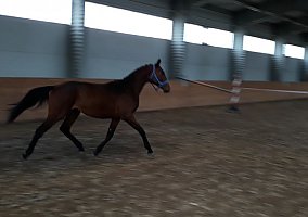 Trakehner (Trakehner, Stallion)