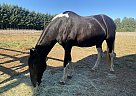 Tennessee Walking - Horse for Sale in Albany, OR 97321