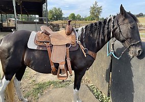Tennessee Walking (Tennessee Walking, Mare) in Albany, OR