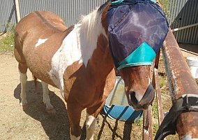 Paint (Paint, Gelding) in Phoenix, AZ