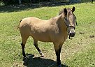 Bullet - Gelding in Cochran, GA Bullet - Gelding in Cochran, GA