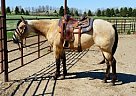 2012 Buckskin AQHA Mare Quarter Horse Stallion