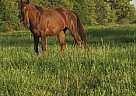 Missouri Fox Trotter - Horse for Sale in Marshfield, MO 65706