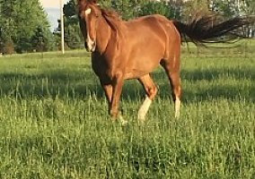 4 yr old MFT Gelding Missouri Fox Trotter Gelding