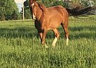 4 yr old MFT Gelding Missouri Fox Trotter Gelding