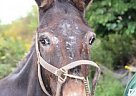 Mule Appaloosa Stallion