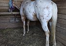 Appaloosa - Horse for Sale in Red Oak, VA 23964