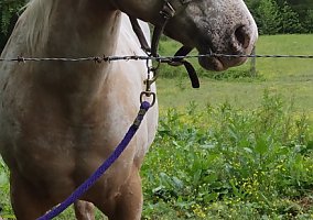 Appaloosa (Appaloosa, Mare) in Red Oak, VA