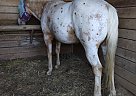 Appaloosa - Horse for Sale in Red Oak, VA 23964 Appaloosa - Horse for Sale in Red Oak, VA 23964