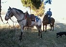 Appaloosa - Horse for Sale in Jackson, TN 38301