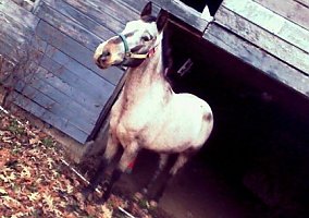 Appaloosa (Appaloosa, Mare) in Jackson, TN