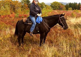 Aqha (Quarter Horse, Gelding) in Jefferson, ME
