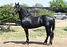 Friesian - Horse for Sale in , CA 93307