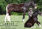 Mule - Horse for Sale in Parkers Lake, KY 42634 Mule - Horse for Sale in Parkers Lake, KY 42634