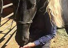 Friesian (Friesian, Mare) in Pottsville, PA