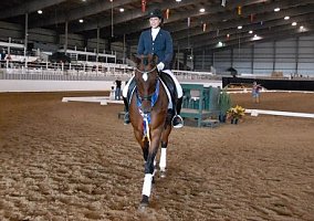 Warmblood (Warmblood, Gelding) in Destin, FL