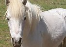 Pony - Horse for Sale in Clements, CA Pony - Horse for Sale in Clements, CA