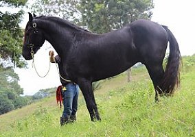 Friesian (Friesian, Mare) in Moscow, ID