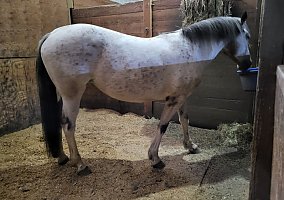 Mustang (Mustang, Mare) in Corvallis, OR