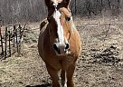 Haflinger - Horse for Sale in Adams, MA 01220