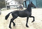 Easton - Stallion in EdenValley, ON Easton - Stallion in EdenValley, ON