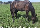 Tennessee Walking - Horse for Sale in Culleoka, TN 38451