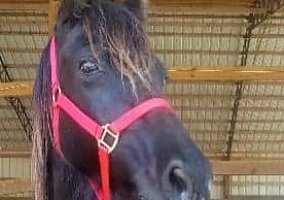 Tennessee Walking (Tennessee Walking, Mare) in Culleoka, TN