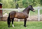 Quarter Horse - Horse for Sale in Lake Sarasota, FL 34241