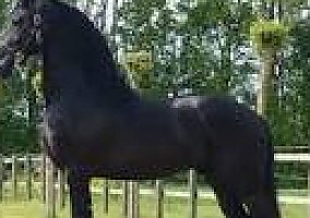 Friesian (Friesian, Mare) in Philadelphia, PA