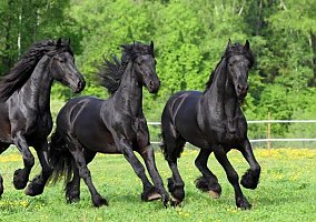 Friesian (Friesian, Mare) in Emmett, ID