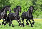 Friesian - Horse for Sale in Emmett, ID 83617 Friesian - Horse for Sale in Emmett, ID 83617