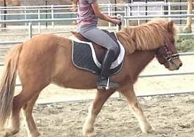 Icelandic Pony Mare Icelandic