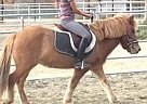 Icelandic - Horse for Sale in Santa Ana, CA 92705