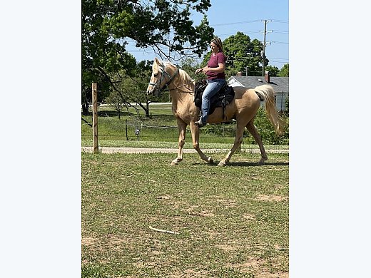 Kentucky Mountain Horse