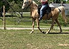 Kentucky Mountain - Horse for Sale in Lenoir, NC 28645