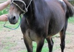 Mule (Appaloosa, Stallion) in New Brighton, PA
