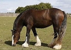 Quarter Horse (Quarter Horse, Gelding) in Dyersburg, TN