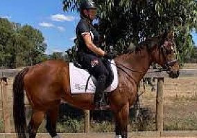 Quarter Horse (Quarter Horse, Gelding) in Olathe, KS