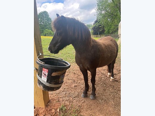 Pony 6 Year old