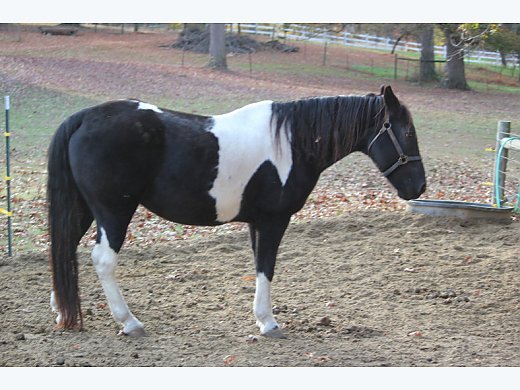 Racking Gelding