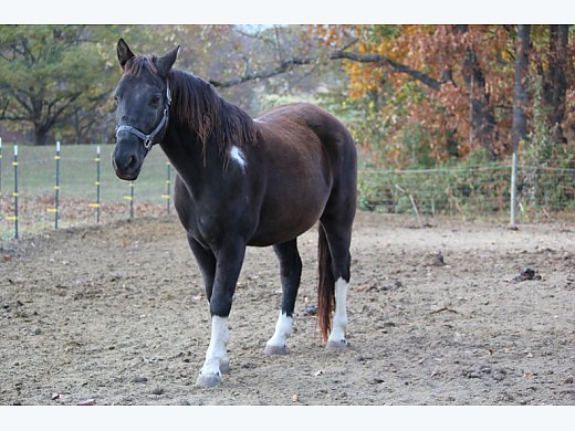 Racking Gelding