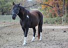 Racking - Horse for Sale in Fall Branch, TN 37656