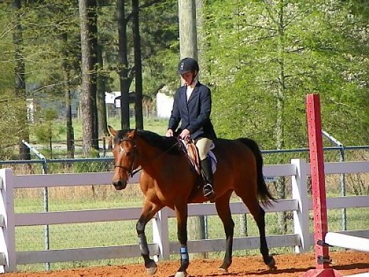 Registered Quarter Horse Mare