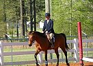 Quarter Horse - Horse for Sale in Bunnlevel, NC 28323