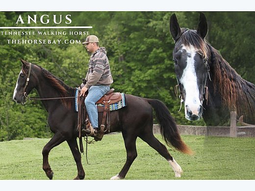 Roan Walking Gelding
