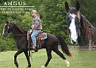 Tennessee Walking - Horse for Sale in Parkers Lake, KY 42634 Tennessee Walking - Horse for Sale in Parkers Lake, KY 42634