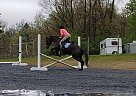 Thoroughbred Mare for Sale in Damascus, Maryland Deedee