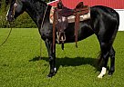 Quarter Horse - Horse for Sale in Walkerton, IN 46574