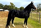 Rocky Mountain - Horse for Sale in Hitchcock, TX 77563