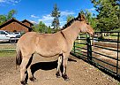Mule - Horse for Sale in Hamilton, MT 59840